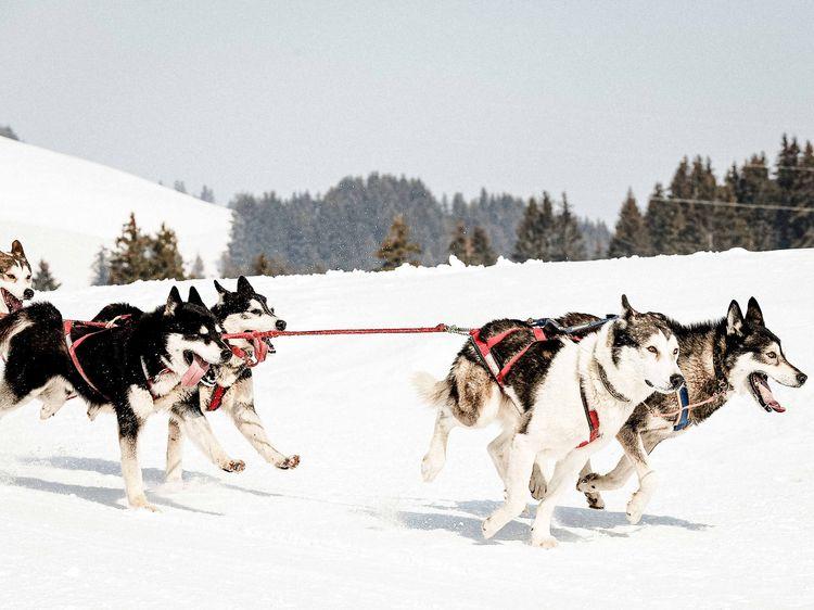 course-husky-montagne-alpine-hiver.jpg